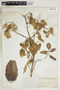 Bryophyllum calycinum Salisb., U.S.A., O. E. Lansing, Jr. 2038, F