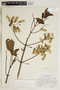 Bryophyllum pinnatum (Lam.) Oken, Cayman Islands, H. A. Hespenheide 41, F