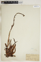Dudleya lanceolata (Nutt.) Britton & Rose, U.S.A., H. M. Hall 3949, F