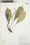Anthurium decurrens Poepp., Peru, Rod. Vásquez 19006, F