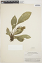 Anthurium decurrens Poepp., PERU, J. J. Wurdack 2392, F