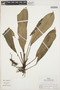 Anthurium decurrens Poepp., PERU, R. B. Foster 8349, F