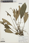 Anthurium decurrens Poepp., PERU, R. B. Foster 4024, F