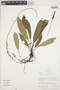 Anthurium decurrens Poepp., PERU, R. B. Foster 10834, F