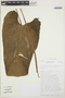 Anthurium esmeraldense Sodiro, ECUADOR, T. B. Croat 74033, F