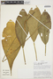 Anthurium glaucospadix Croat, COLOMBIA, T. B. Croat 57519, F