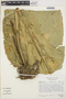 Anthurium glaucospadix Croat, COLOMBIA, J. E. Ramos-Pérez 908, F