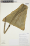 Anthurium glaucospadix Croat, COLOMBIA, T. B. Croat 55274, F