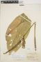 Anthurium glaucospadix Croat, COLOMBIA, E. P. Killip 35595, F