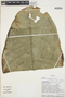 Anthurium glaucospadix Croat, COLOMBIA, T. B. Croat 55257, F