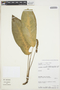 Anthurium amoenum var. humile (Schott) Engl., PERU, C. Díaz 3590, F