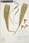 Anthurium harrisii (Graham) G. Don, Brazil, T. C. Plowman 13917, F