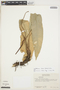 Anthurium harrisii (Graham) G. Don, BRAZIL, T. C. Plowman 2808, 5108, F