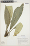 Anthurium harrisii (Graham) G. Don, BRAZIL, T. C. Plowman 10121, F