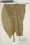Anthurium hookeri Kunth, VENEZUELA, J. A. Steyermark 61410, F