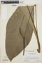 Anthurium hookeri Kunth, SURINAME, H. S. Irwin 54630, F