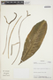 Anthurium lilacinum G. S. Bunting, VENEZUELA, Selby 90-75-20, F