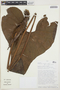 Anthurium linganii Croat, PERU, T. B. Croat 81672, F