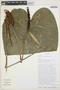 Anthurium longicaudatum Engl., ECUADOR, T. B. Croat 88355, F
