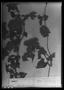 Field Museum photo negatives collection; Genève specimen of Mikania menispermea DC., MEXICO, J. L. Berlandier 1845, Type [status unknown], G