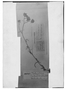 Field Museum photo negatives collection; Genève specimen of Achyrocline satureioides (Lam.) DC., ARGENTINA, P. Commerson, Type [status unknown], G