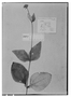 Field Museum photo negatives collection; Genève specimen of Desmanthodium ovatum Benth., MEXICO, H. G. Galeotti 2081, Type [status unknown], G