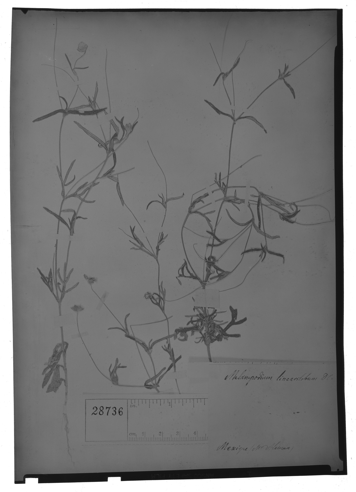 Melampodium linearilobum image