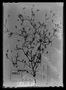 Field Museum photo negatives collection; Genève specimen of Pectis uniaristata DC., MEXICO, L. Alaman 392, Type [status unknown], G
