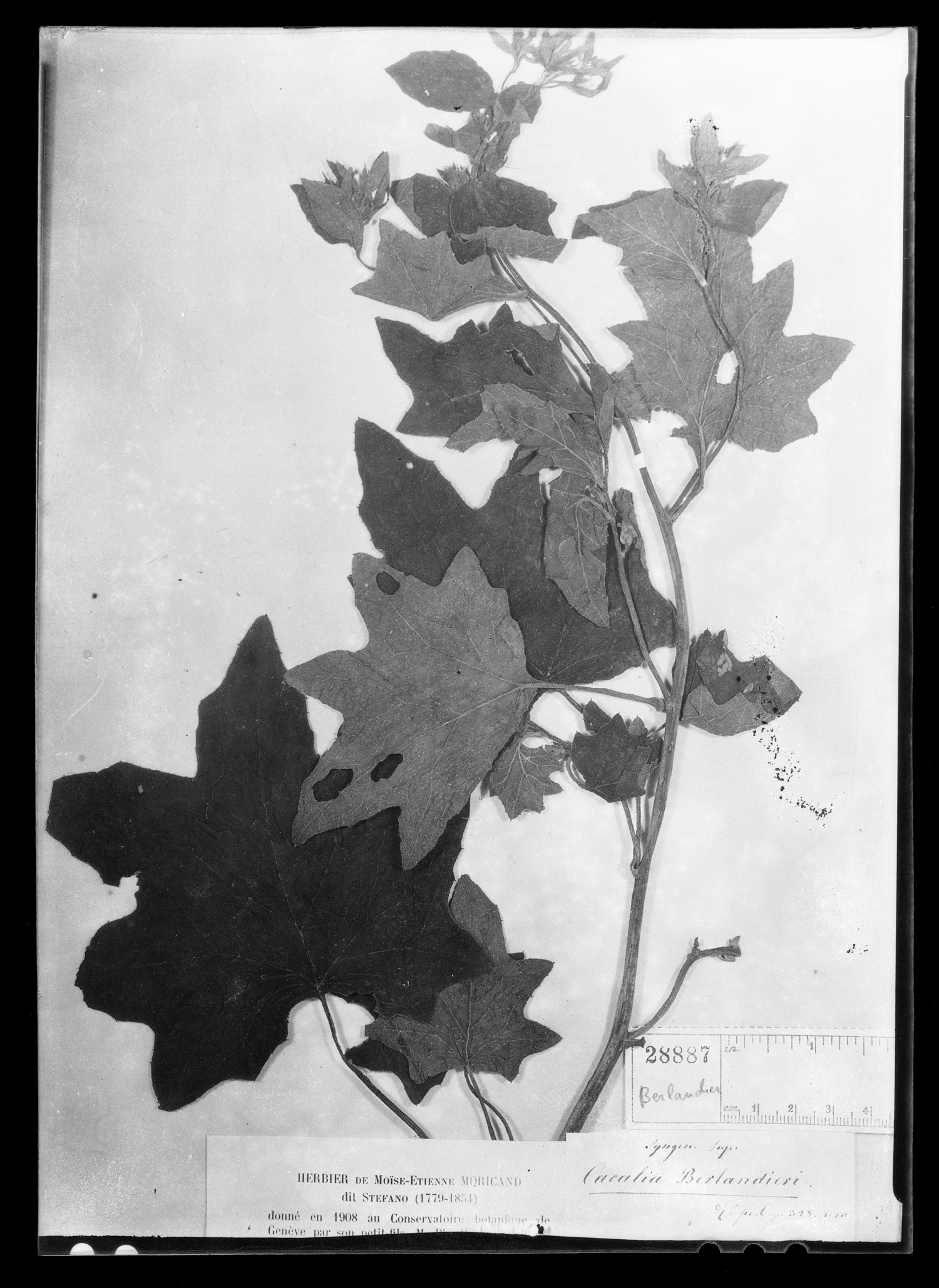 Roldana angulifolia image