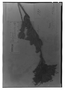Field Museum photo negatives collection; Genève specimen of Bejaria subsessilis Benth., ECUADOR, K. T. Hartweg 797, Isotype, G