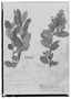 Field Museum photo negatives collection; Genève specimen of Gaultheria cumingii Sleumer, MEXICO, H. Cuming, Lectotype, G