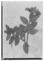 Field Museum photo negatives collection; Genève specimen of Gaultheria glomerata (Cav.) Sleumer, ECUADOR, W. Jameson 196, G