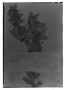 Field Museum photo negatives collection; Genève specimen of Thibaudia moricandi Dunal, PERU, A. Mathews, Type [status unknown], G