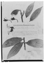 Field Museum photo negatives collection; Genève specimen of Englerodoxa alberti-smithii Sleumer, ECUADOR, E. Heinrichs 258, Isotype, G