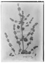 Field Museum photo negatives collection; Genève specimen of Bystropogon spicatus Benth., PERU, A. Mathews 558, Type [status unknown], G