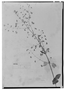 Field Museum photo negatives collection; Genève specimen of Hyptis chachapoyensis Briq., PERU, A. Mathews 3151, Type [status unknown], G