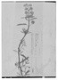 Field Museum photo negatives collection; Genève specimen of Hyptis rugulosa Briq., PARAGUAY, E. Hassler 8872, Type [status unknown], G