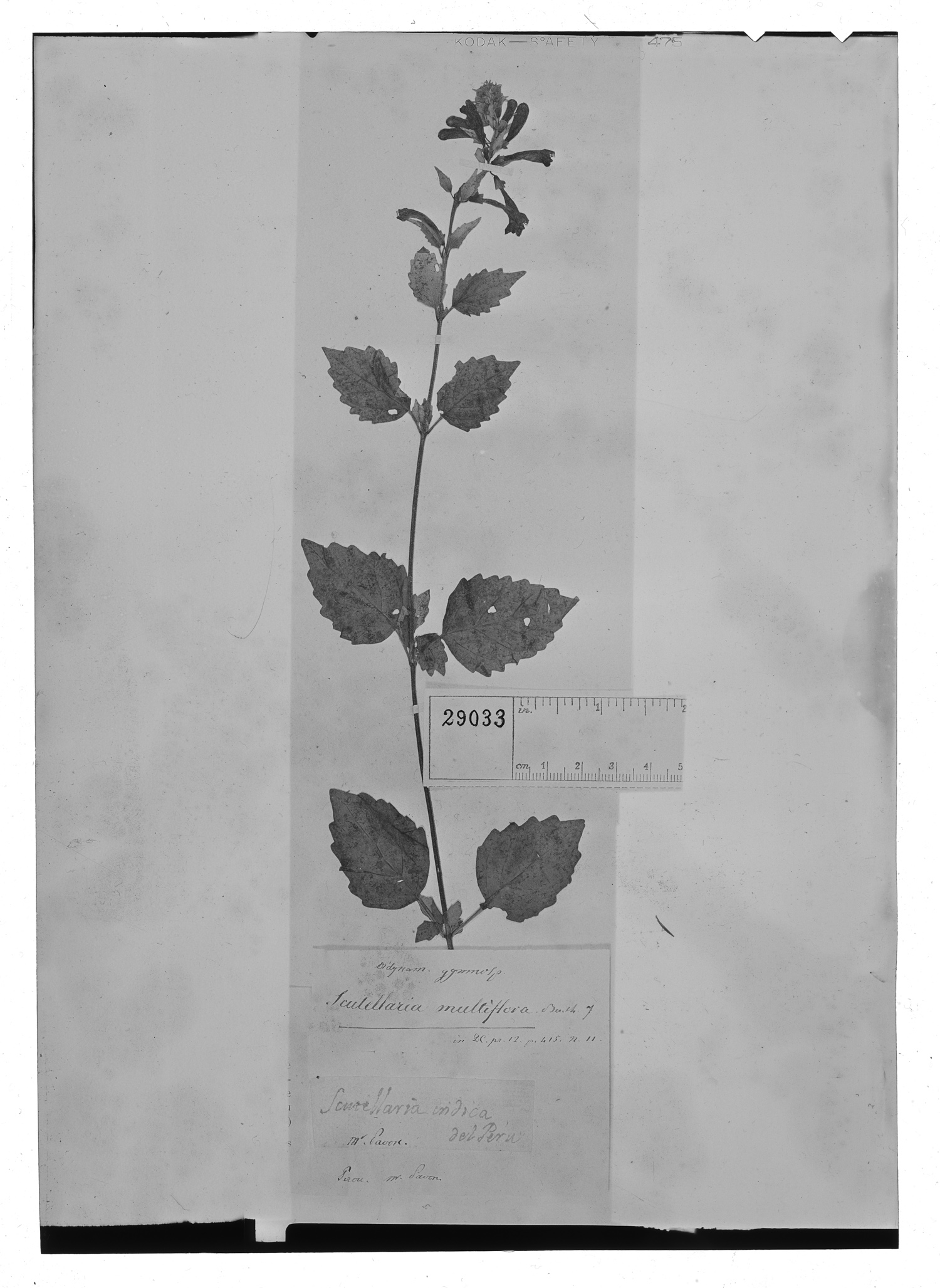 Scutellaria multiflora image
