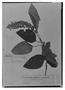 Field Museum photo negatives collection; Genève specimen of Salvia anaglypha Briq., COLOMBIA, L. J. Schlim 550, Type [status unknown], G