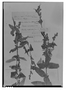 Field Museum photo negatives collection; Genève specimen of Salvia avicularis Briq., BOLIVIA, O. Kuntze, Type [status unknown], G