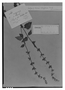 Field Museum photo negatives collection; Genève specimen of Salvia albiflora M. Martens & Galeotti, MEXICO, H. G. Galeotti 612, Type [status unknown], G