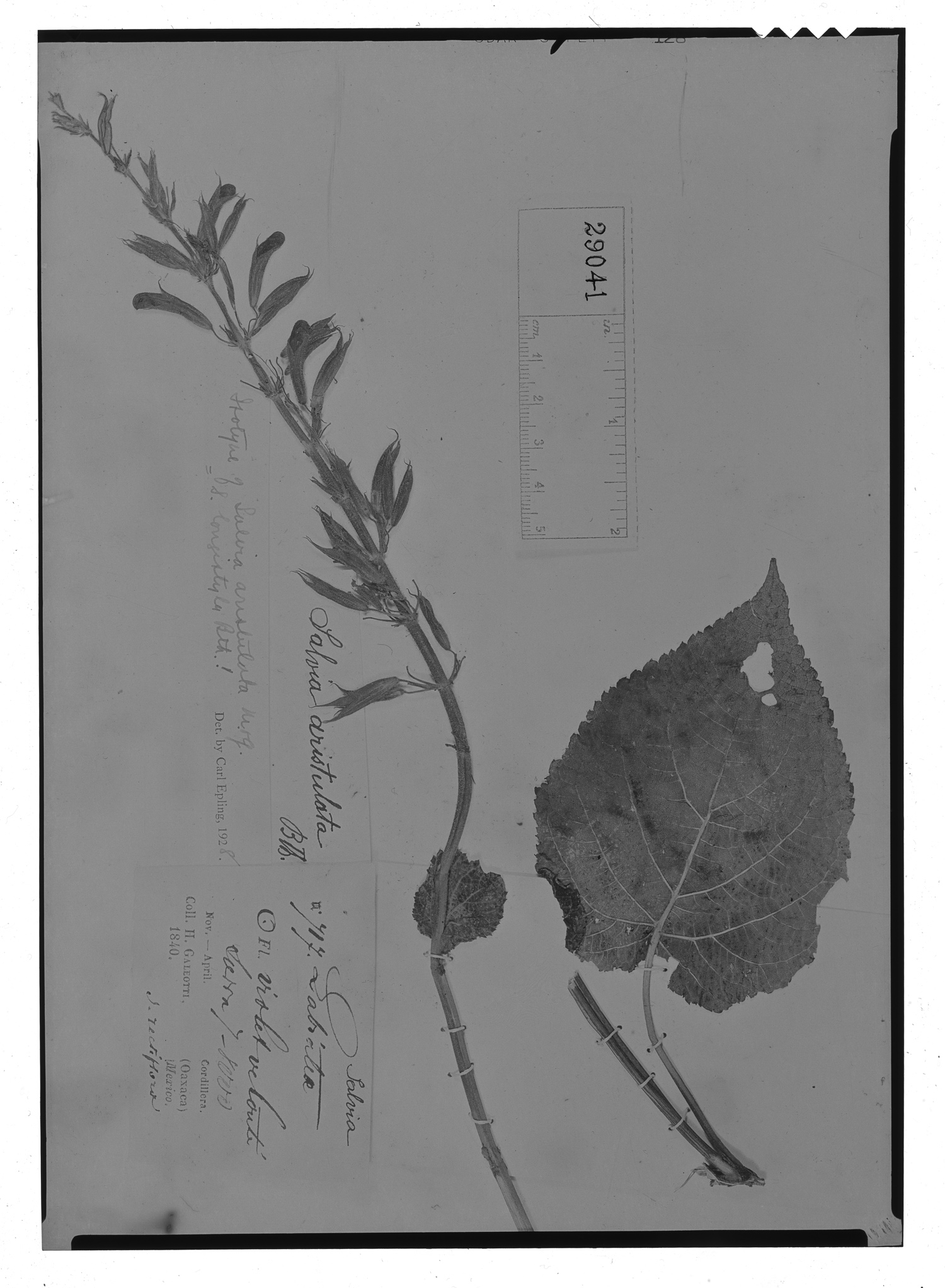 Salvia longistyla image
