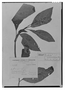 Field Museum photo negatives collection; Genève specimen of Salvia calocalicina Briq., COLOMBIA, L. J. Schlim 451, Type [status unknown], G