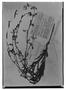 Field Museum photo negatives collection; Genève specimen of Salvia chariantha Briq., BOLIVIA, O. Kuntze, Type [status unknown], G