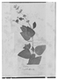 Field Museum photo negatives collection; Genève specimen of Salvia cruikshanksii Benth., PERU, A. Mathews 462, Type [status unknown], G