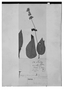 Field Museum photo negatives collection; Genève specimen of Salvia glabra M. Martens & Galeotti, MEXICO, H. G. Galeotti 714, Isotype, G