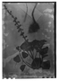 Field Museum photo negatives collection; Genève specimen of Salvia herbacea Benth., MEXICO, G. Andrieux 450, Type [status unknown], G