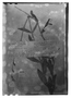 Field Museum photo negatives collection; Genève specimen of Salvia kuntzeana Briq., BOLIVIA, O. Kuntze, Type [status unknown], G