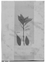 Field Museum photo negatives collection; Genève specimen of Salvia latens Benth., COLOMBIA, K. T. Hartweg 1326, Type [status unknown], G