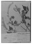 Field Museum photo negatives collection; Genève specimen of Salvia leucocalyx Briq., COLOMBIA, L. J. Schlim 187, Type [status unknown], G